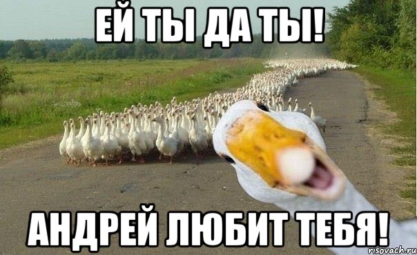 Ей ты да ты! Андрей любит тебя!, Мем гуси