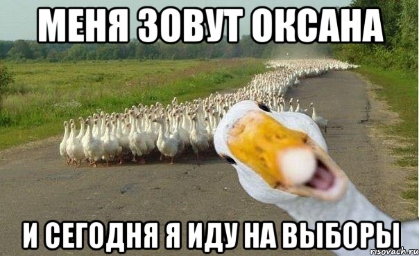 Меня зовут Оксана И сегодня я иду на выборы, Мем гуси