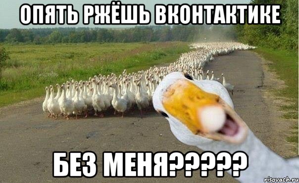 Опять ржёшь вконтактике Без меня?????, Мем гуси