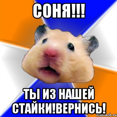 СОНЯ!!! Ты из нашей стайки!Вернись!, Мем Хомяк