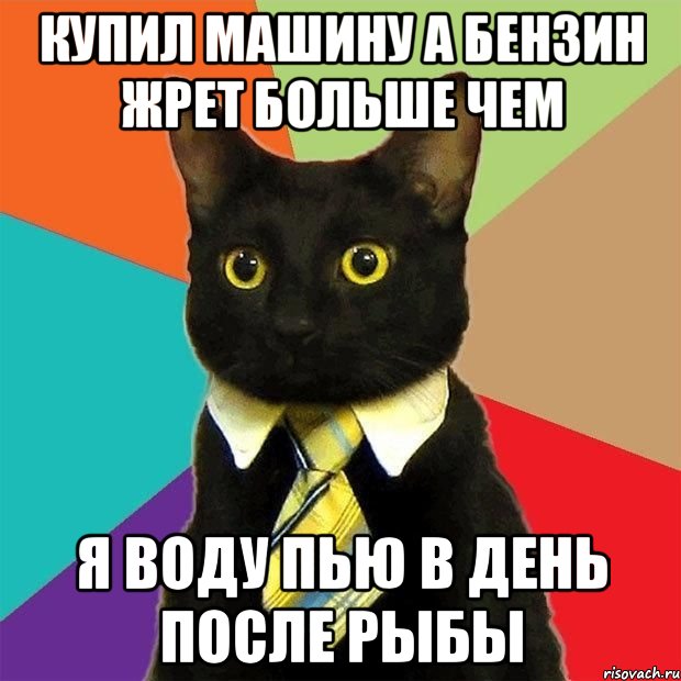 купил машину а бензин жрет больше чем я воду пью в день после рыбы, Мем  Кошечка