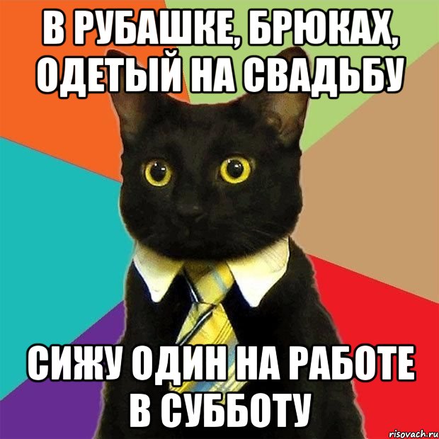 в рубашке, брюках, одетый на свадьбу сижу один на работе в субботу, Мем  Кошечка