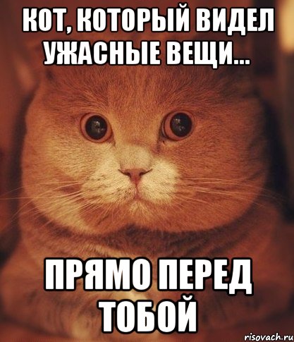 кот, который видел ужасные вещи... прямо перед тобой