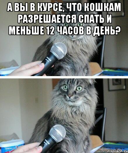 А вы в курсе, что кошкам разрешается спать и меньше 12 часов в день? , Комикс  кот с микрофоном