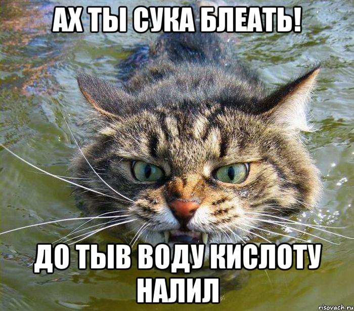 ах ты сука блеать! до тыв воду кислоту налил, Мем котэ