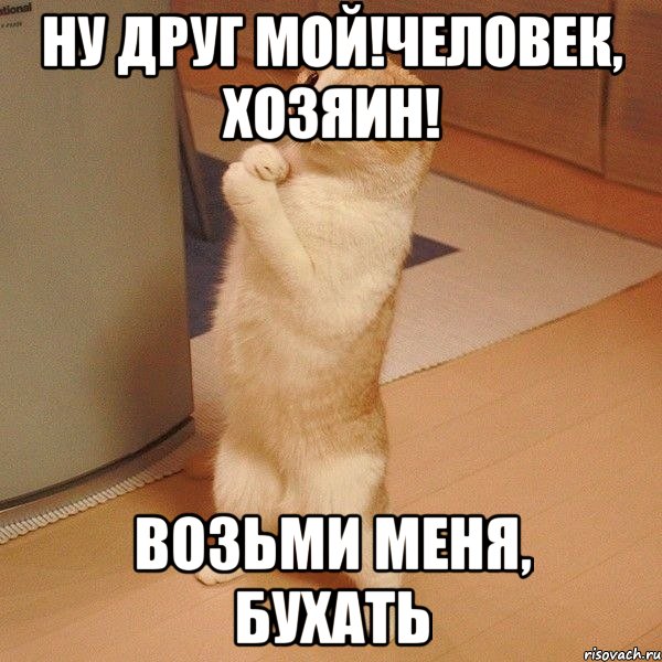 Ну друг мой!Человек, хозяин! Возьми меня, бухать, Мем  котэ молится