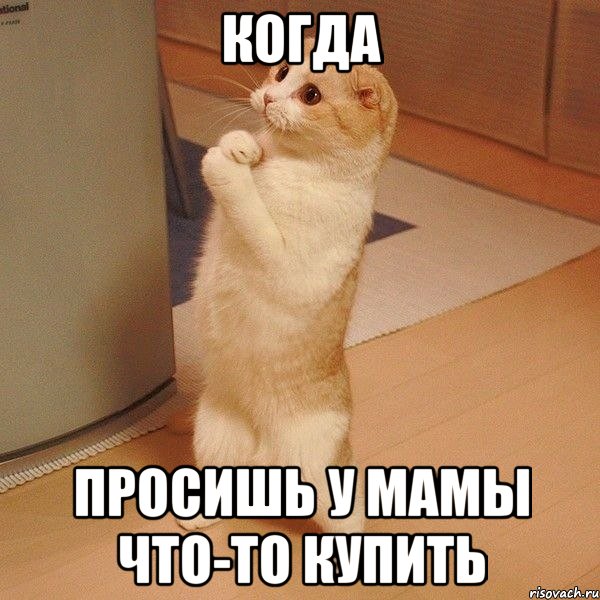 Когда просишь у мамы что-то купить, Мем  котэ молится