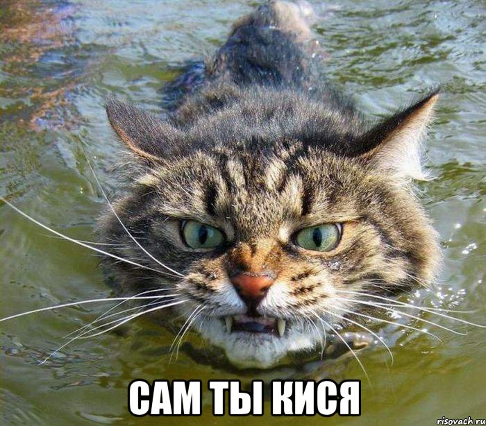  Сам ты кися, Мем котэ