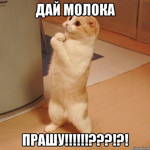 Дай молока Прашу!!!!!!???!?!, Мем  котэ молится