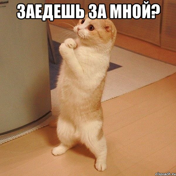 заедешь за мной? , Мем  котэ молится