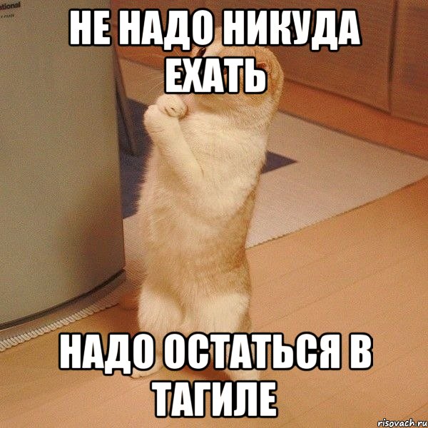 Не надо никуда ехать Надо остаться в Тагиле, Мем  котэ молится