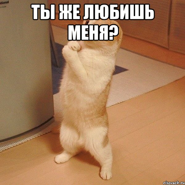 ты же любишь меня? , Мем  котэ молится