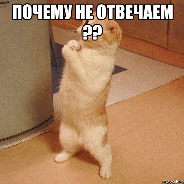 Почему не отвечаем ?? , Мем  котэ молится