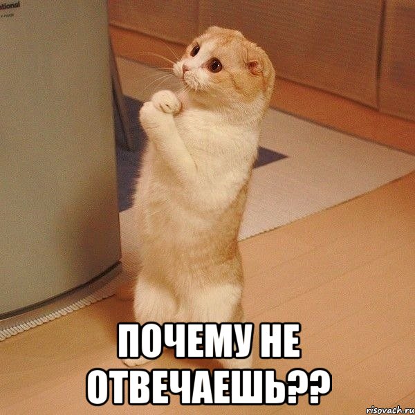  Почему не отвечаешь??, Мем  котэ молится