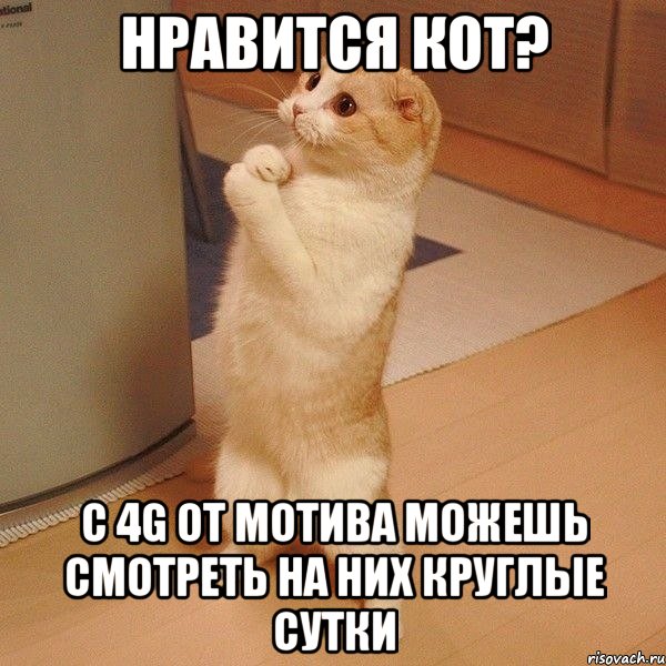 Нравится кот? С 4G от Мотива можешь смотреть на них круглые сутки, Мем  котэ молится