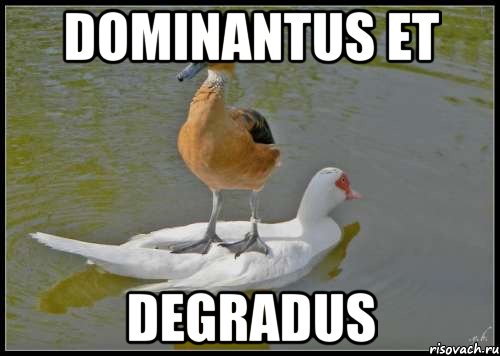 DOMINANTUS ET DEGRADUS, Мем likaboss