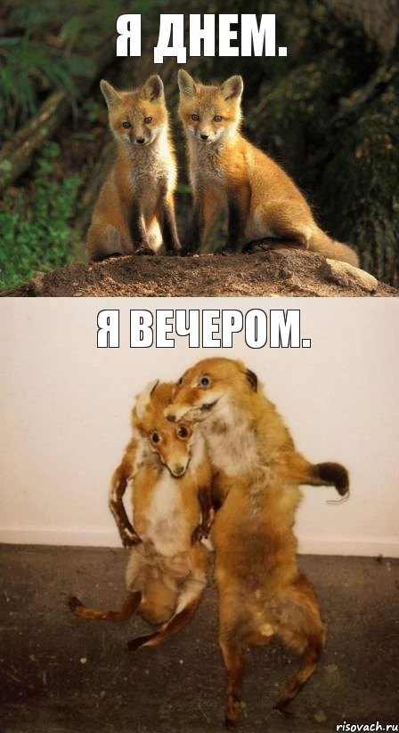 Я днем. Я вечером., Комикс Лисицы