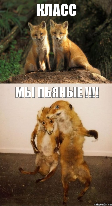 класс мы пьяные !!!!, Комикс Лисицы