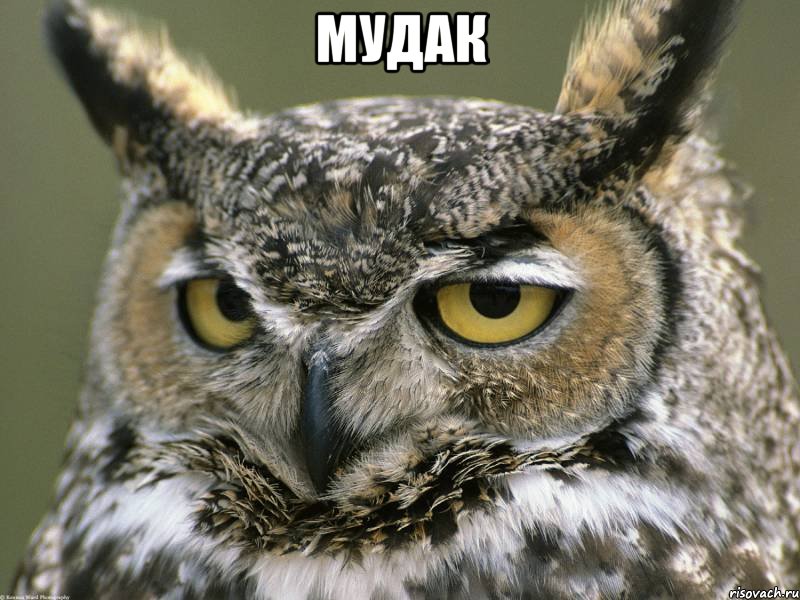 Мудак , Мем Мудак