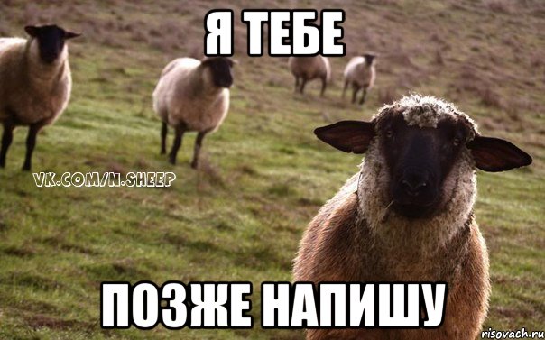 Я тебе позже напишу, Мем  Наивная Овца