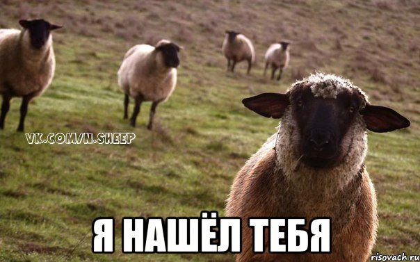  я нашёл тебя, Мем  Наивная Овца