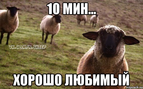 10 мин... хорошо любимый, Мем  Наивная Овца