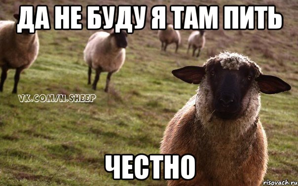 да не буду я там пить честно, Мем  Наивная Овца