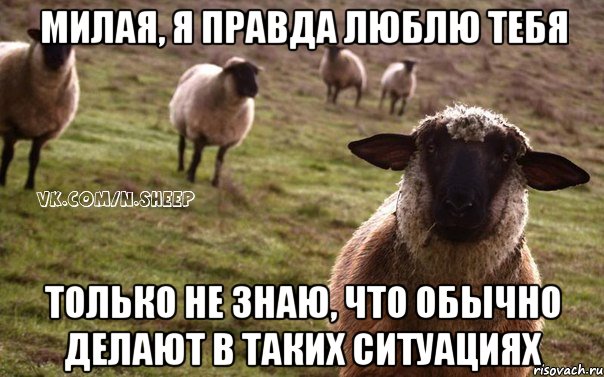 милая, я правда люблю тебя только не знаю, что обычно делают в таких ситуациях, Мем  Наивная Овца