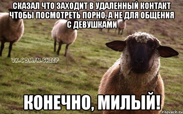 Сказал что заходит в удаленный контакт чтобы посмотреть порно, а не для общения с девушками Конечно, милый!, Мем  Наивная Овца