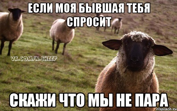 Если моя бывшая тебя спросит Скажи что мы не пара, Мем  Наивная Овца