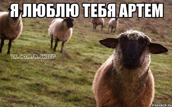 Я люблю тебя Артем , Мем  Наивная Овца