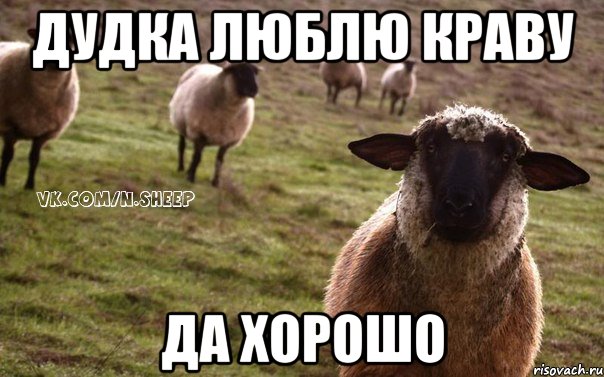 Дудка люблю Краву Да хорошо, Мем  Наивная Овца
