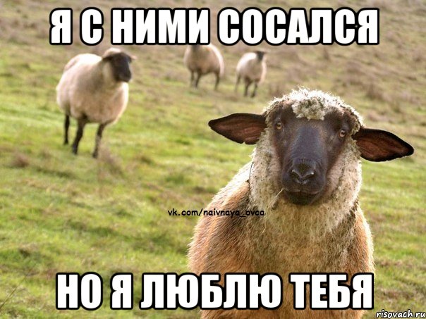 Я с ними сосался Но я люблю тебя, Мем  Наивная Овца