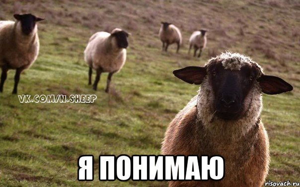  я понимаю, Мем  Наивная Овца