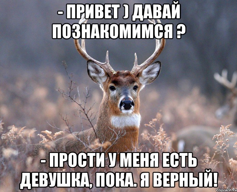 - Привет ) Давай познакомимся ? - Прости у меня есть девушка, пока. Я ВЕРНЫЙ!, Мем   Наивный олень