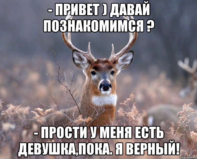 - Привет ) Давай познакомимся ? - Прости у меня есть девушка,пока. Я ВЕРНЫЙ!, Мем   Наивный олень