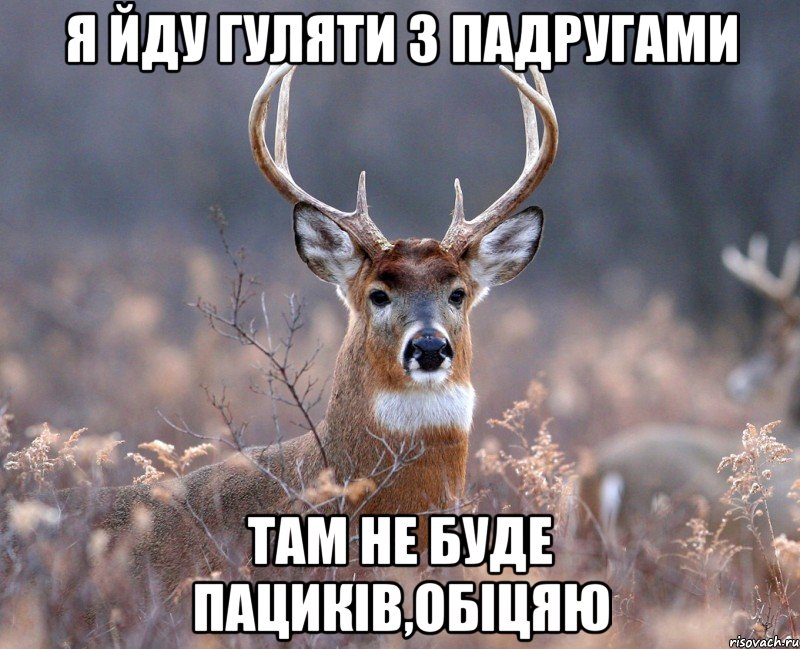 Я ЙДУ ГУЛЯТИ З ПАДРУГАМИ ТАМ НЕ БУДЕ ПАЦИКІВ,ОБІЦЯЮ, Мем   Наивный олень