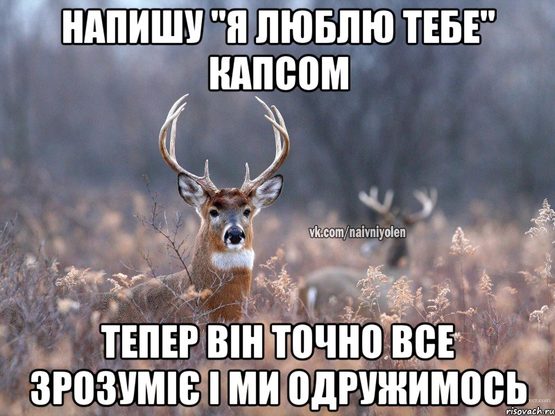 Напишу "я люблю тебе" капсом тепер він точно все зрозуміє і ми одружимось, Мем   Наивный олень