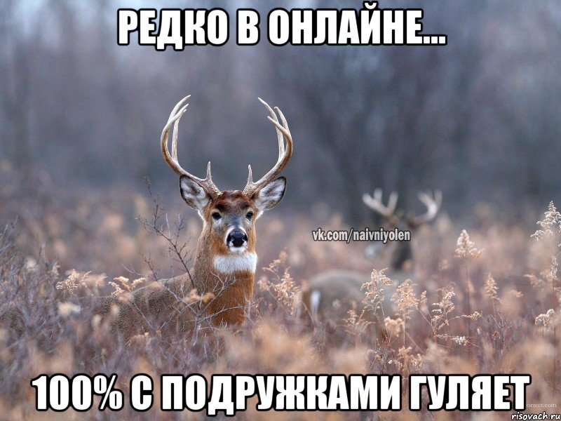 Редко в онлайне... 100% с подружками гуляет, Мем   Наивный олень