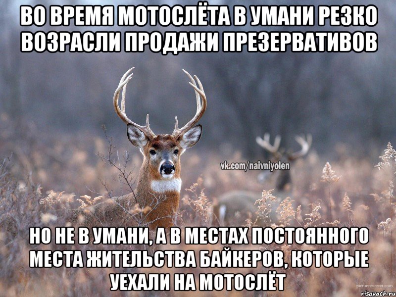 во время мотослёта в умани резко возрасли продажи презервативов но не в умани, а в местах постоянного места жительства байкеров, которые уехали на мотослёт, Мем   Наивный олень