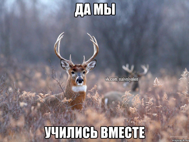 Да мы Учились вместе, Мем   Наивный олень