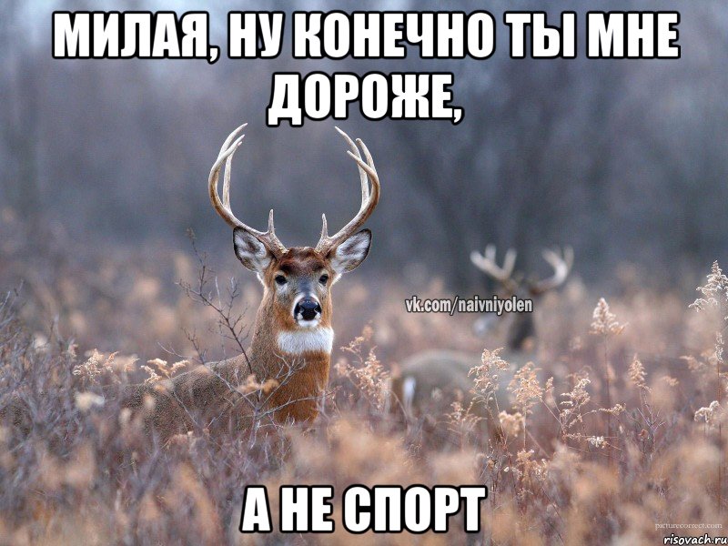 Милая, ну конечно ты мне дороже, а не спорт, Мем   Наивный олень