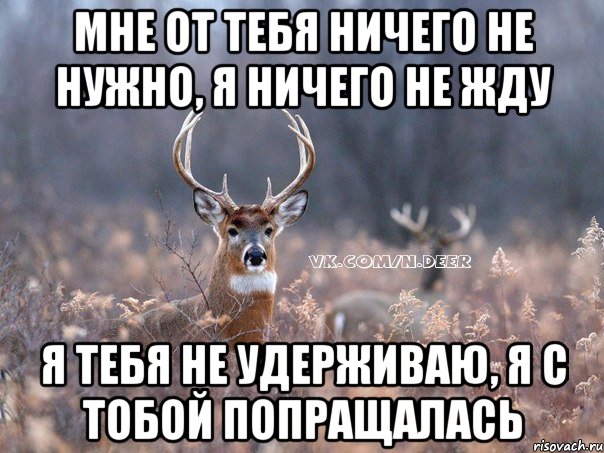 мне от тебя ничего не нужно, я ничего не жду я тебя не удерживаю, я с тобой попращалась, Мем   Наивный олень