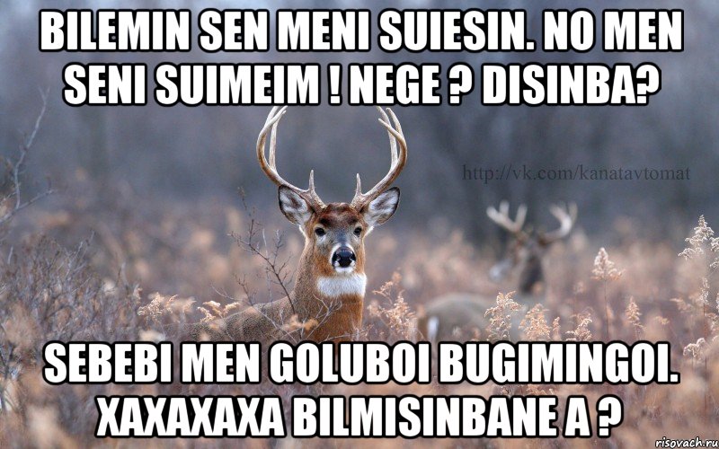 BILEMIN SEN MENI SUIESIN. NO MEN SENI SUIMEIM ! NEGE ? Disinba? SEBEBI MEN GOLUBOI BUGIMINGOI. XAXAXAXA BILMISINBANE A ?, Мем   Наивный олень