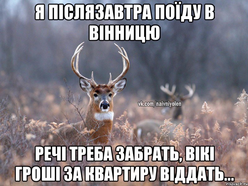 Я післязавтра поїду в Вінницю речі треба забрать, Вікі гроші за квартиру віддать..., Мем   Наивный олень