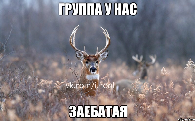 Группа у нас заебатая, Мем   Наивный олень