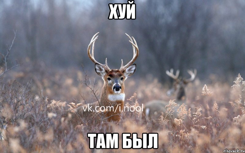 Хуй Там был, Мем   Наивный олень