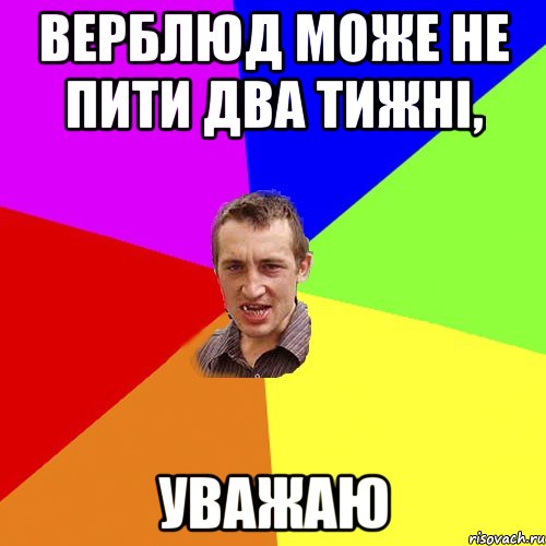 Верблюд може не пити два тижні, УВАЖАЮ, Мем Чоткий паца