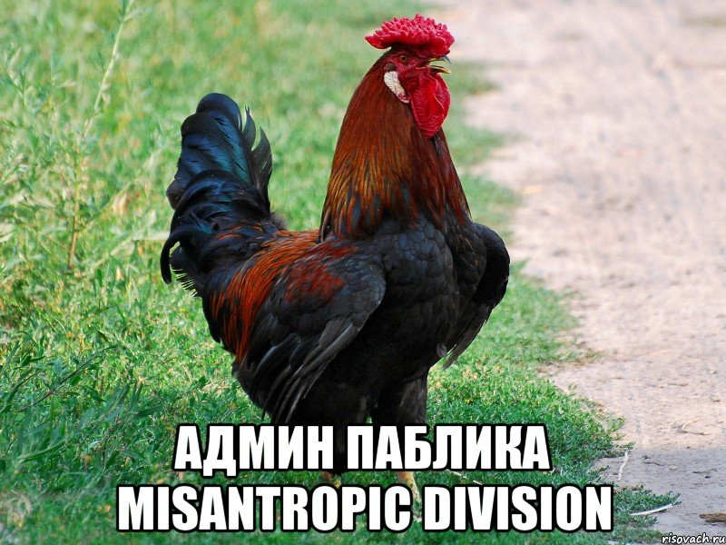  АДМИН ПАБЛИКА MISANTROPIC DIVISION