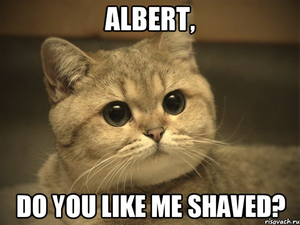 Albert, Do you like me shaved?, Мем Пидрила ебаная котик